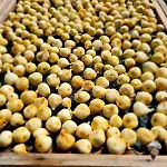 ヴィラ Zurnata Bogomolje